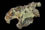 Fossil Mud Lobster (Thalassina) - Australia #141038-3